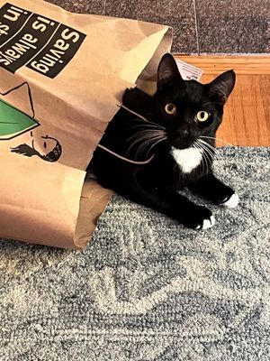 Marty-Cat-in-bag.jpg