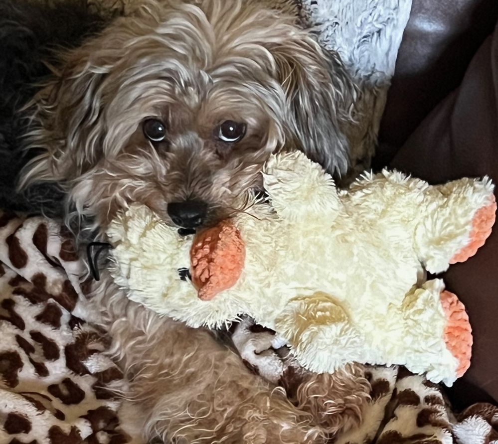 Frankie and his Duckie